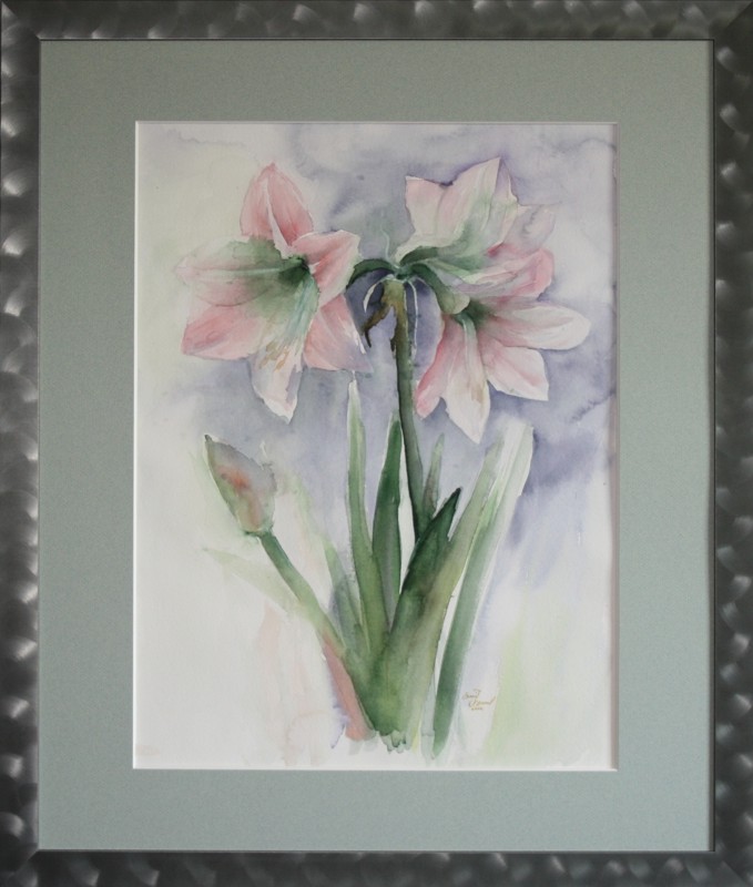 Amaryllis2