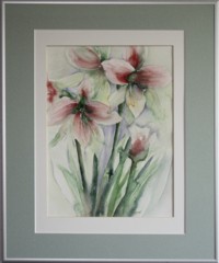 Amaryllis 1